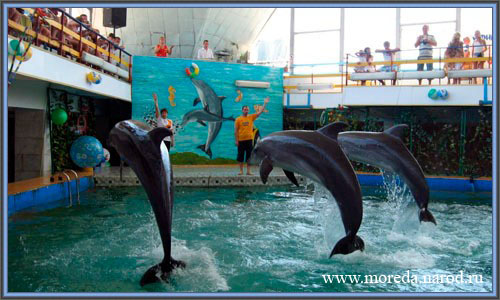 Дельфинарий в Евпатории